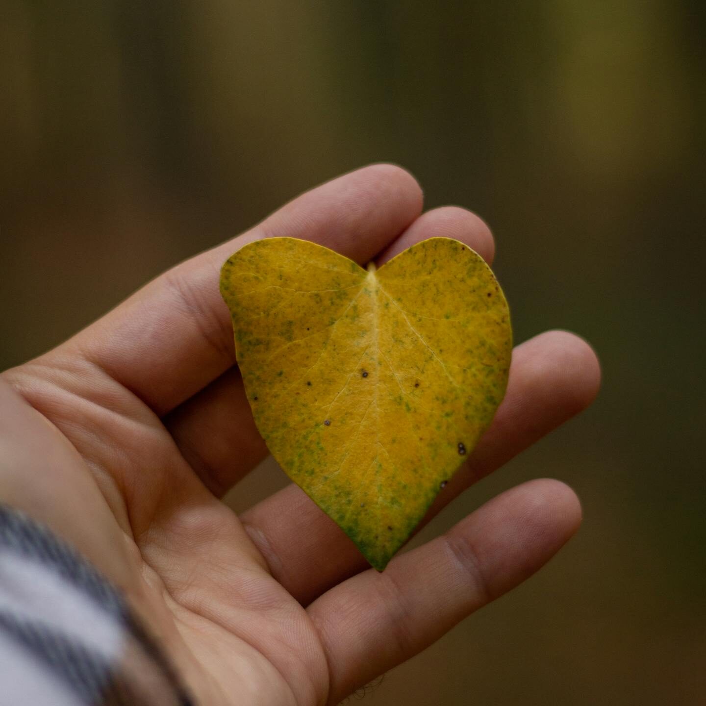 Close-up of a hand holding a heart-shaped yellow leaf in a fall forest.